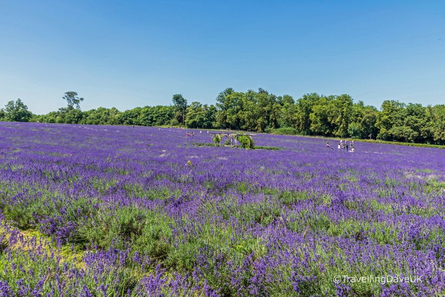 Rows of lavender in bloom