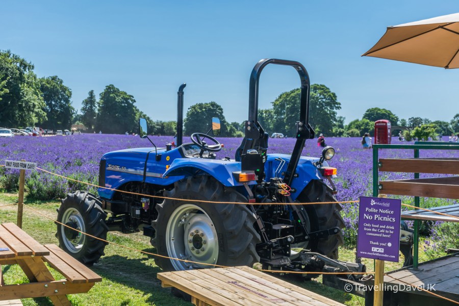 A blue tractor next to a lavender field