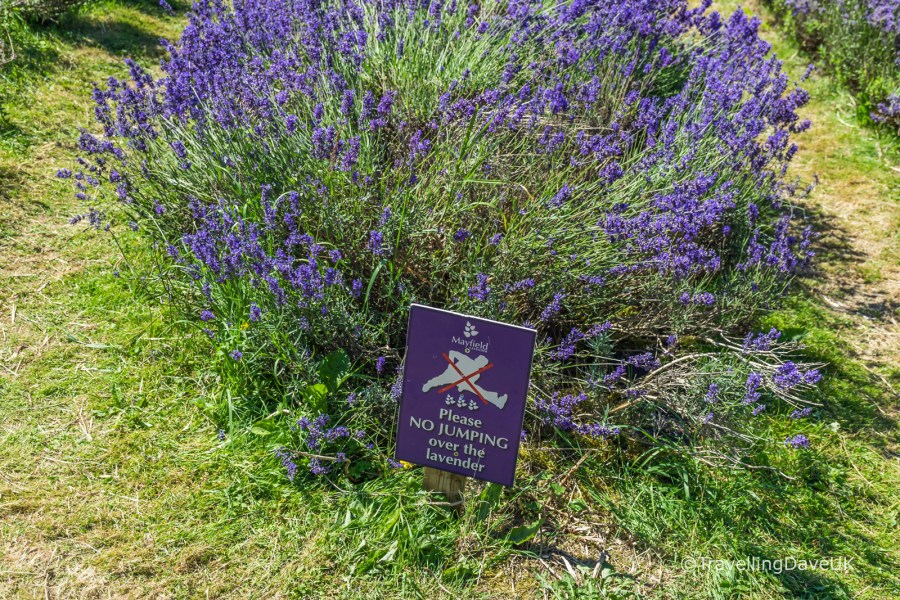 View of a warning sign in a lavender field.