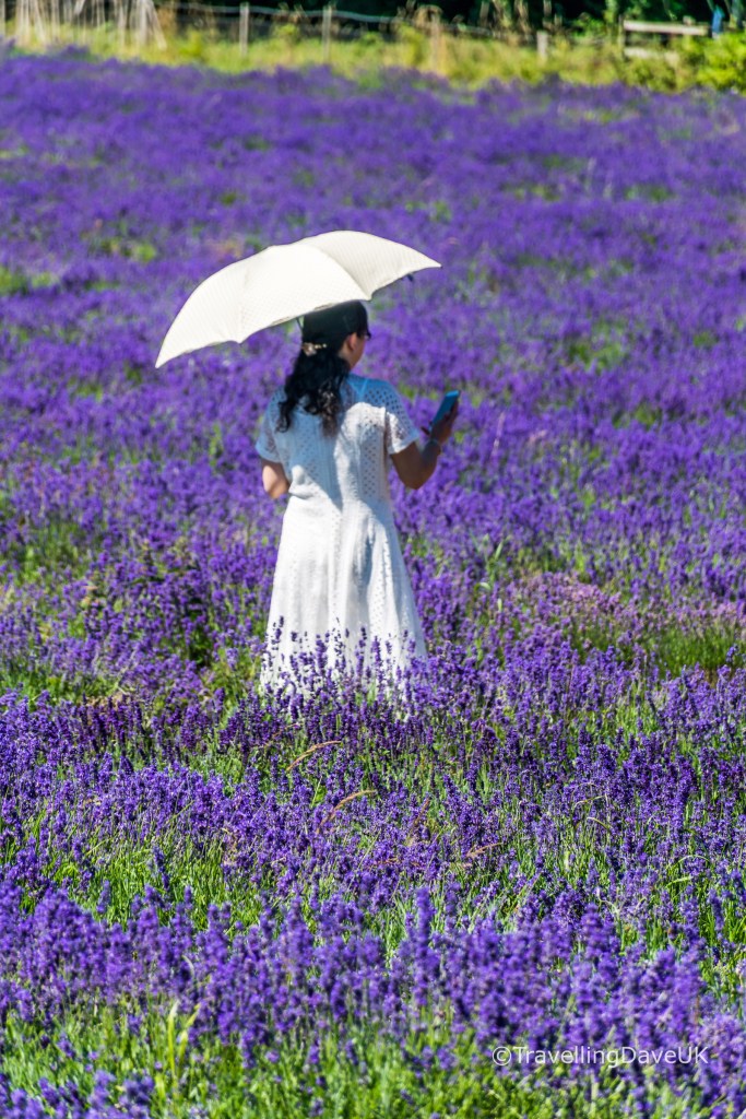 View of a lady with a white umbrella in a lavender field