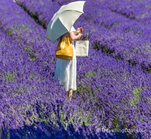 View of a lady with a white umbrella in a lavender field