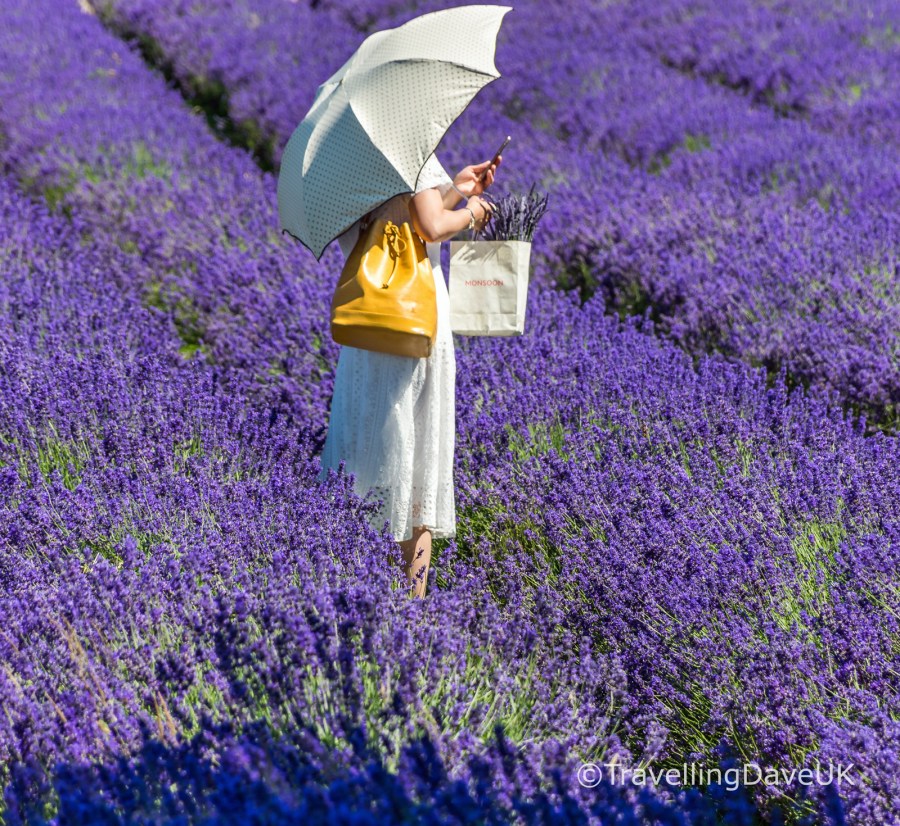 View of a lady with a white umbrella in a lavender field