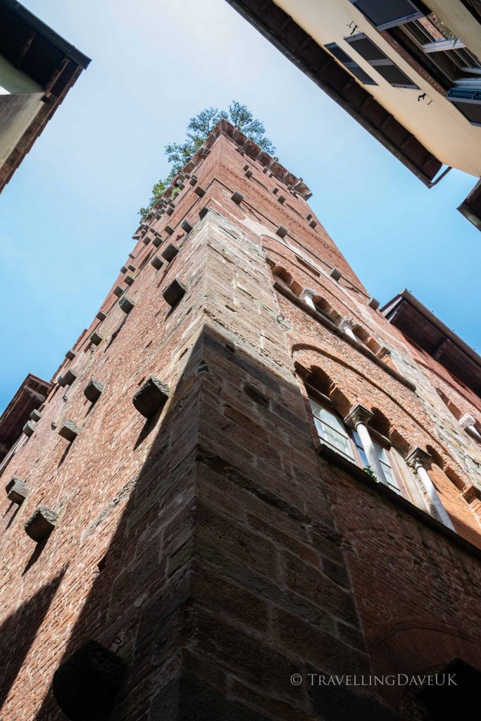 Looking up at Guinigi Tower in Lucca in Italy